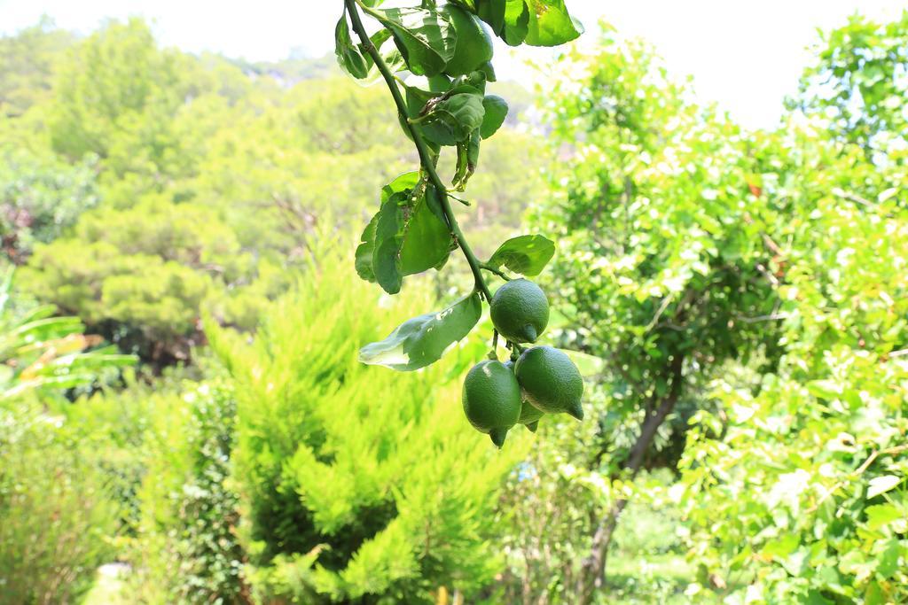 Cirali Irmak Hotel Εξωτερικό φωτογραφία